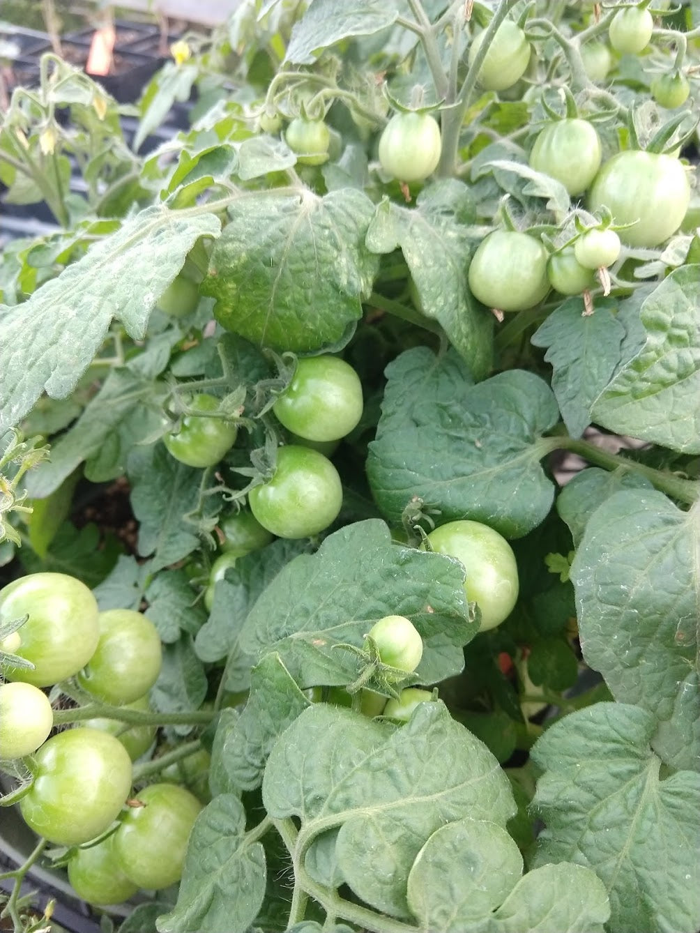 TOMATO 'House'