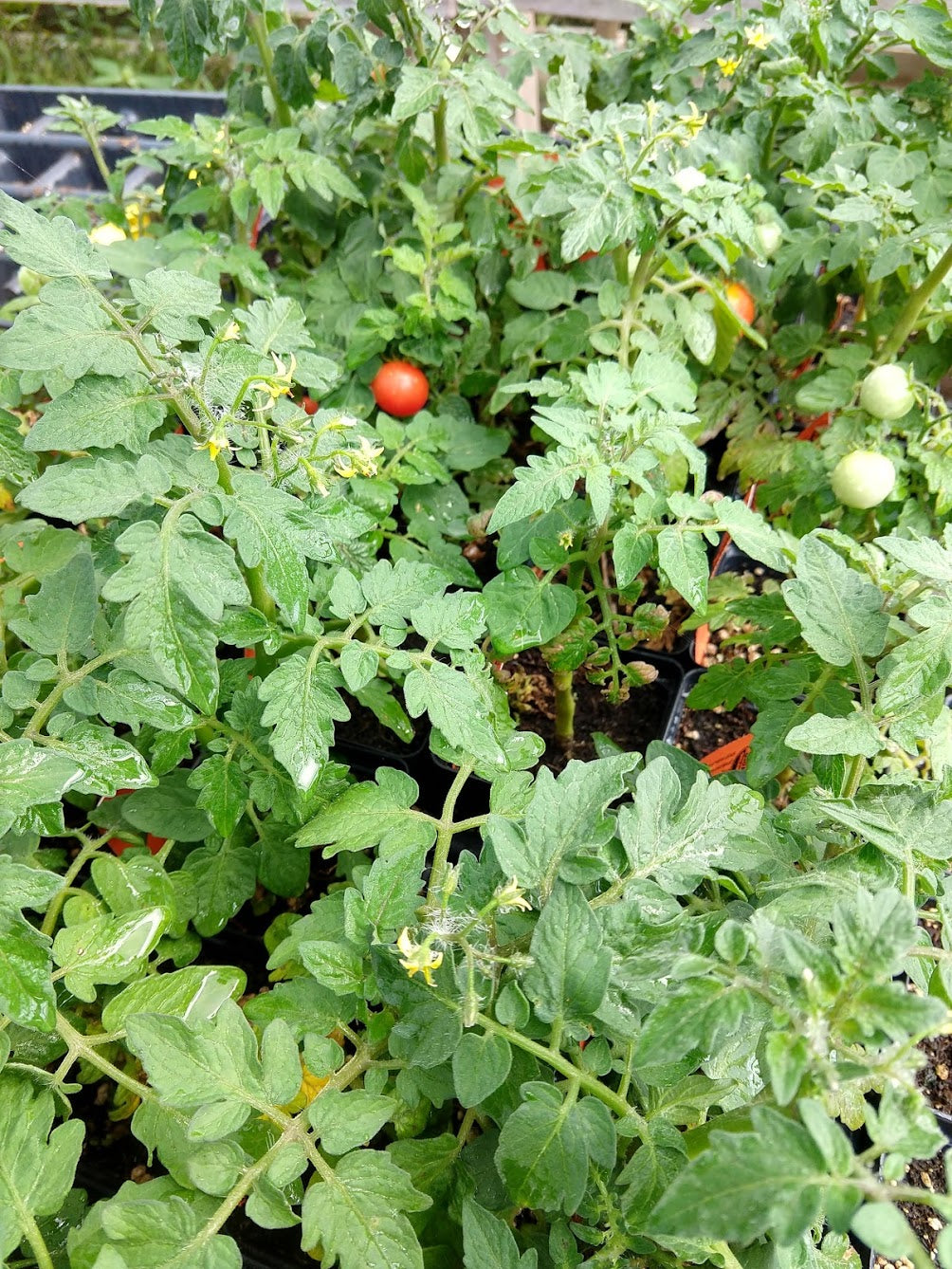 house tomato plant TOMATO 'House'
