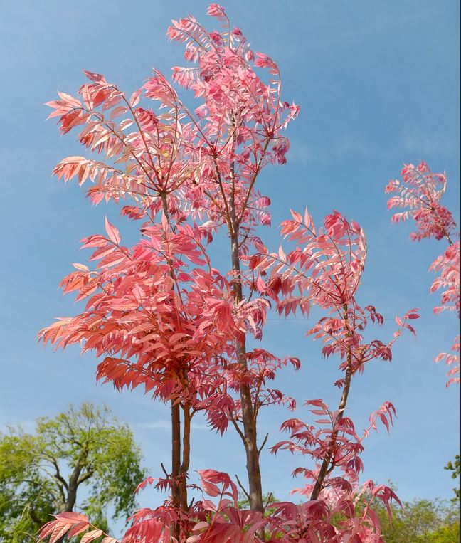 TOON 'North Red Chinese' --Toona sinensis--