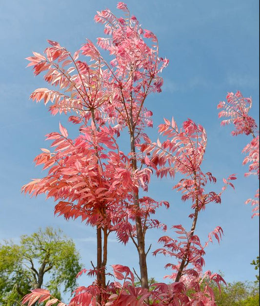TOON 'North Red Chinese' --Toona sinensis--
