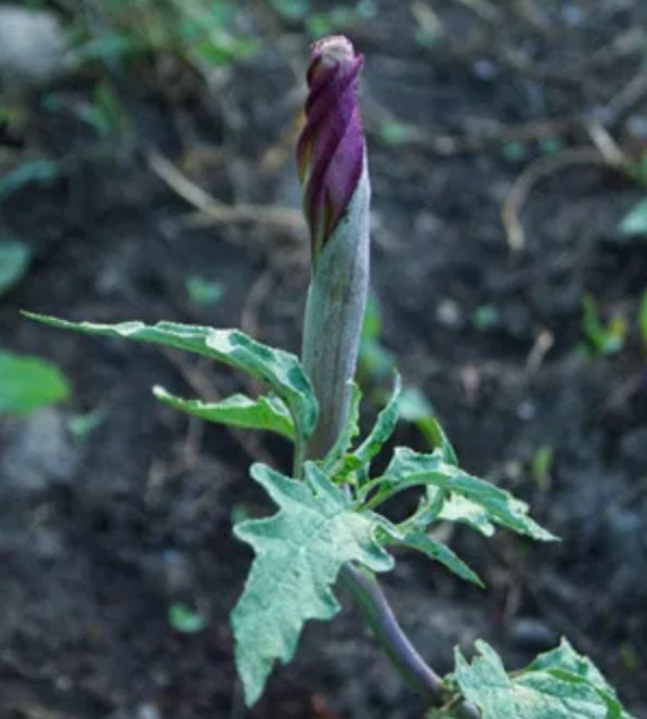 DEVIL'S TRUMPET 'Torna Loco' --Datura ceratocaula--