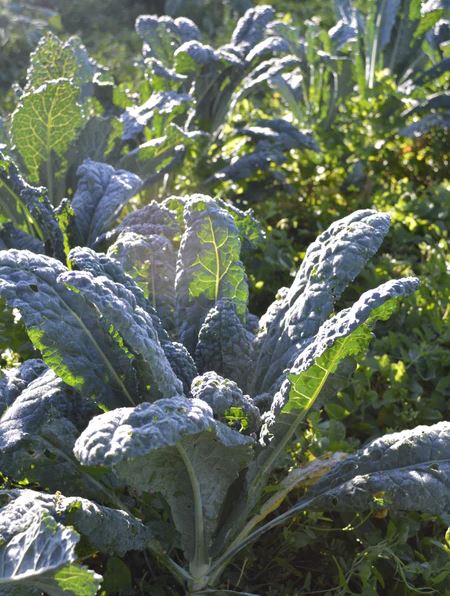 KALE 'Toscano Dinosaur'