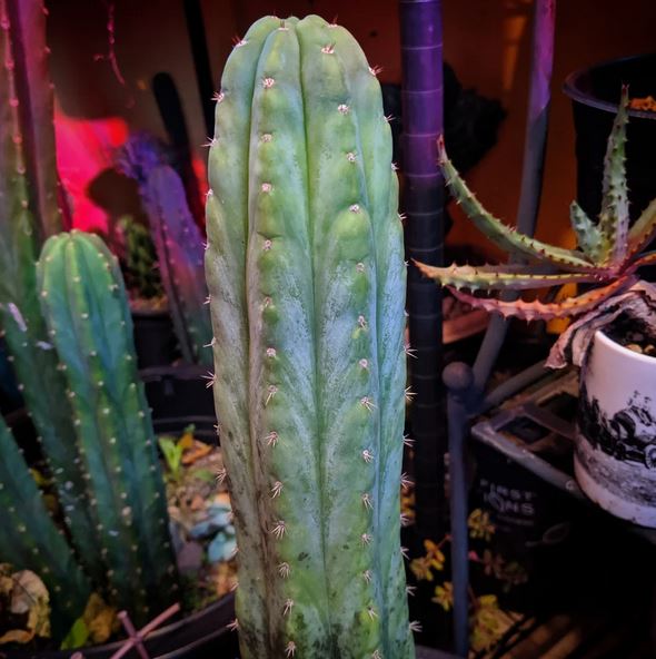 Trichocereus pachanoi 'Quasi Cristata x Yogi'