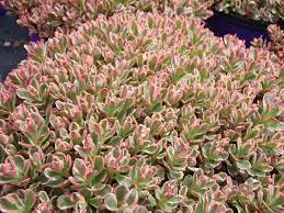 Sedum spurium --Tricolor Stonecrop--