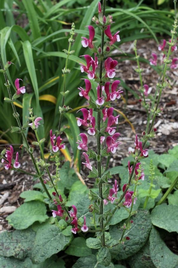 Salvia hierosolymitana --True Jerusalem Sage--