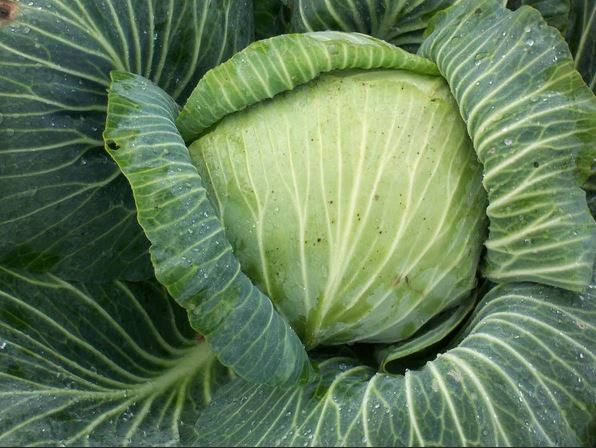 CABBAGE 'Türkis'