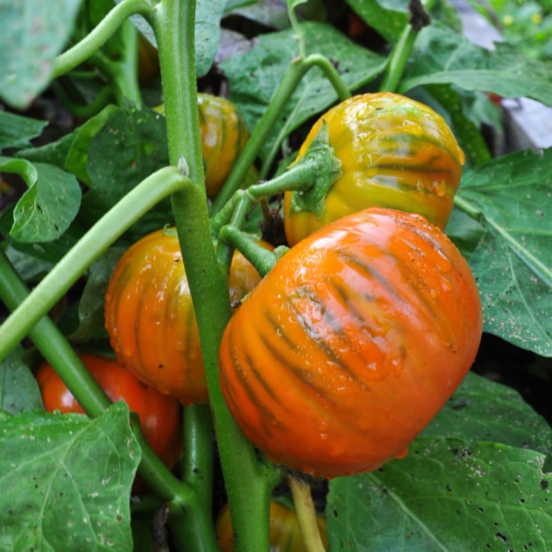 EGGPLANT 'Turkish Orange'
