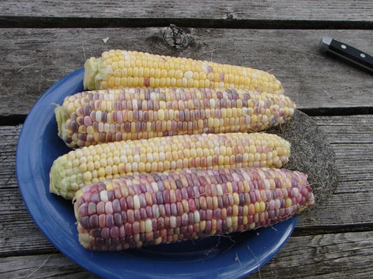 SWEET CORN 'Tux Multi-Color'