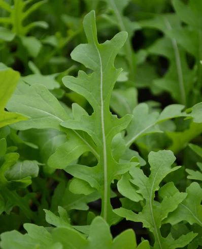 ARUGULA 'Uber' --Eruca vesicaria--