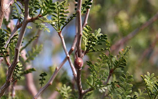COPAL 'White' --Bursera microphylla--