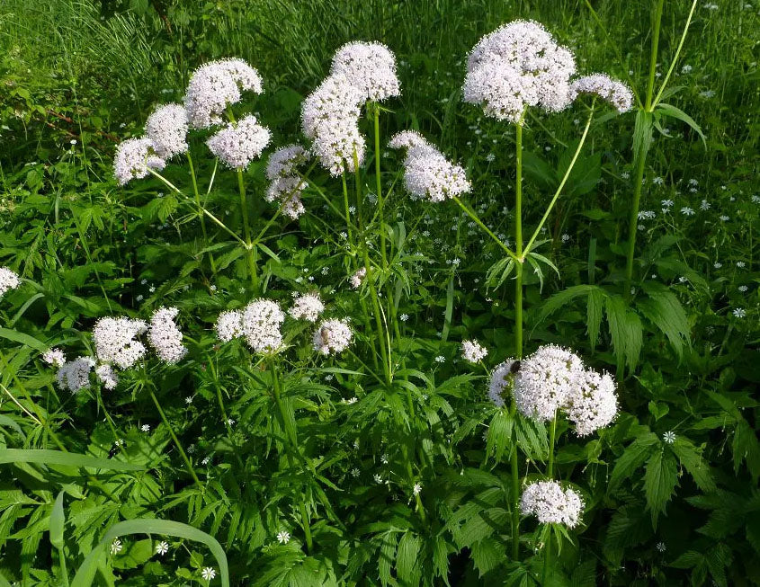 valerian potted plant VALERIAN --Valeriana officinalis 'Select'--