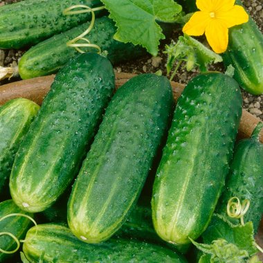 CUCUMBER 'Sassy Pickling'