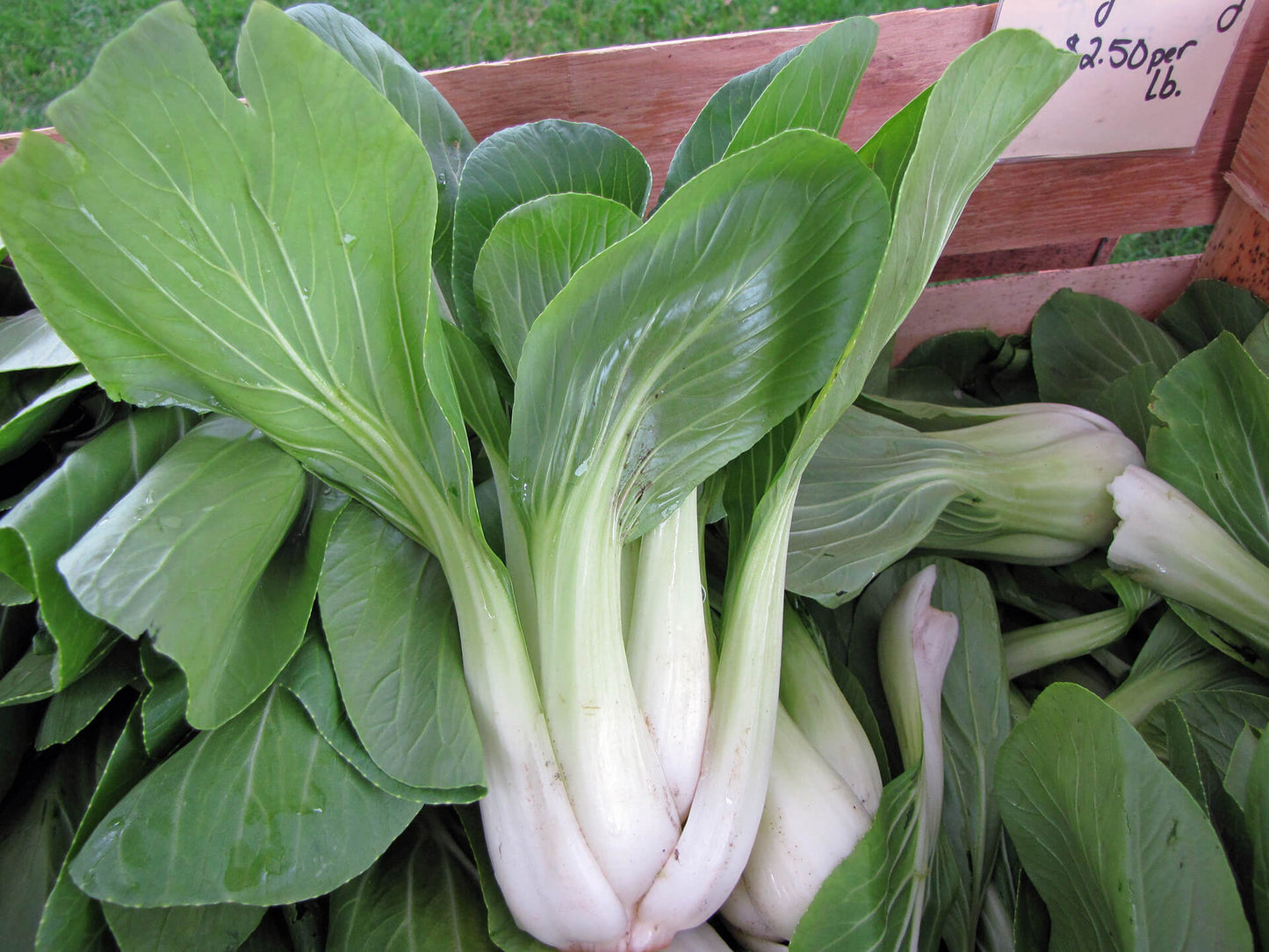 ASIAN GREENS 'Shanghai Green Bok Choy'