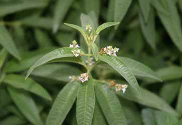 VERBENA 'Lemon' --Aloysia citrodora--