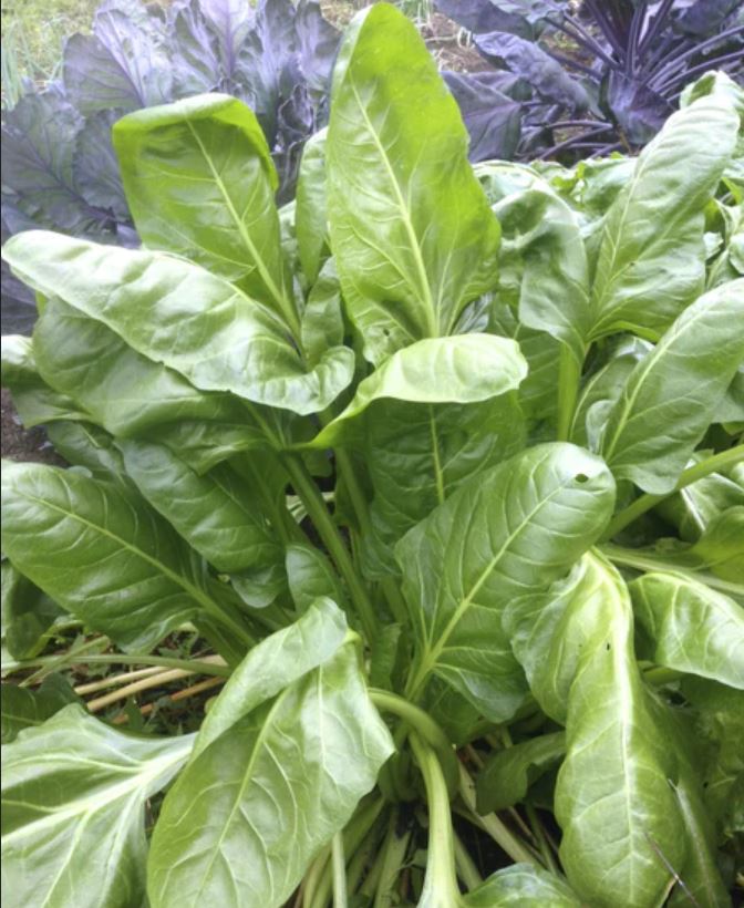 CHARD 'Verde da Taglio'