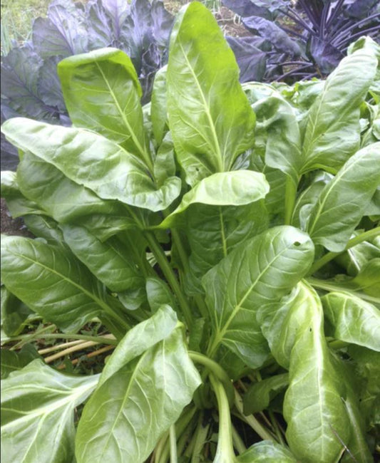 CHARD 'Verde da Taglio'