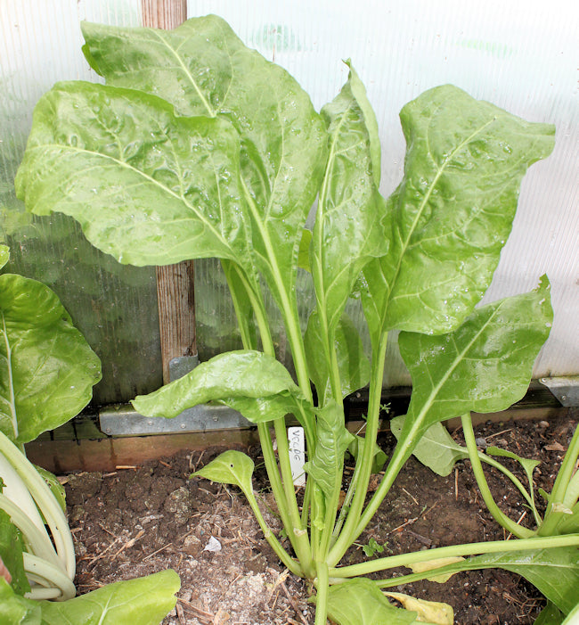 CHARD 'Verde da Taglio'