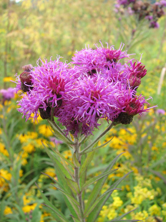 Vernonia missurica --Missouri Ironweed--