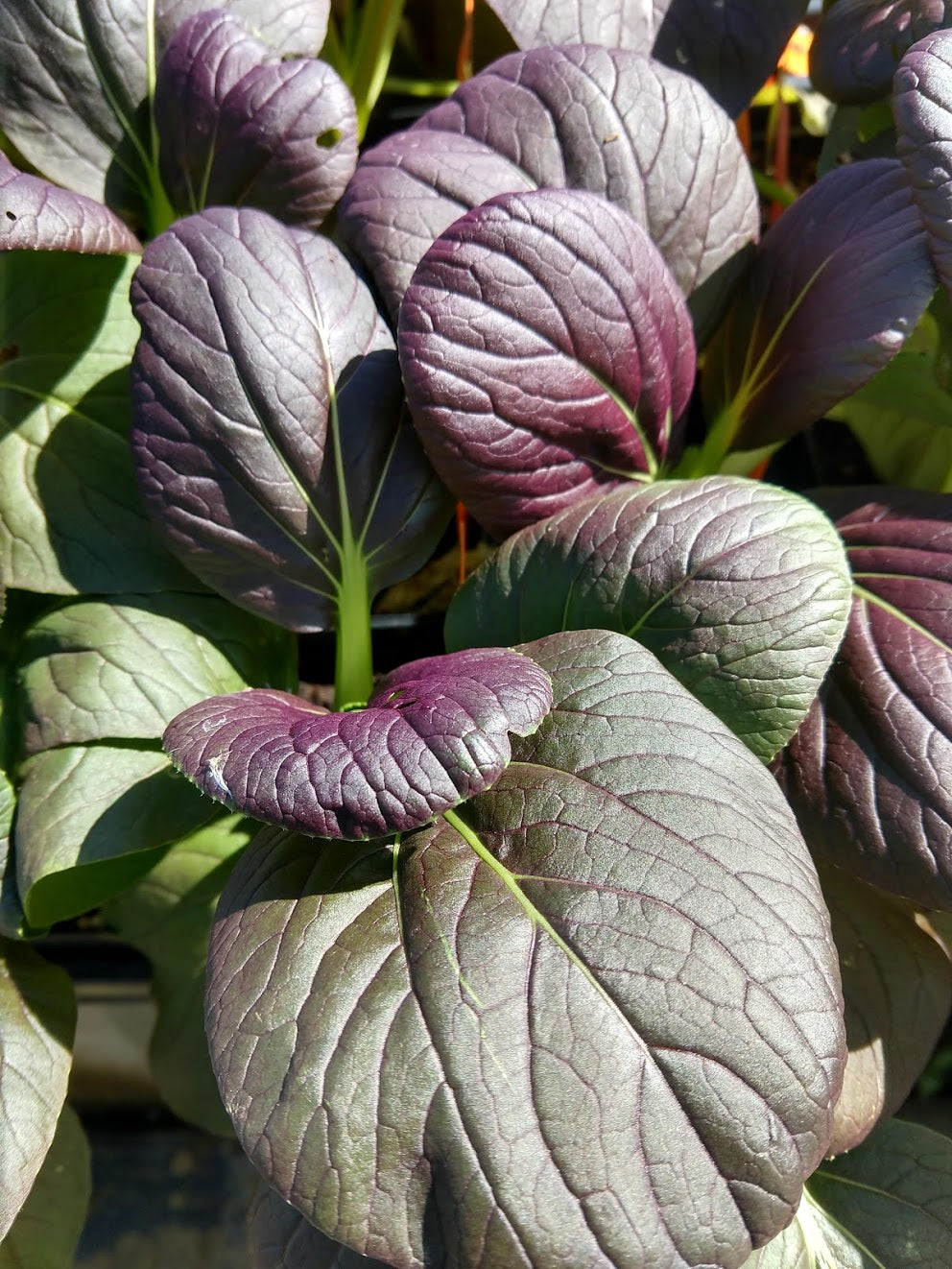 ASIAN GREENS 'Violetta Pac Choi'