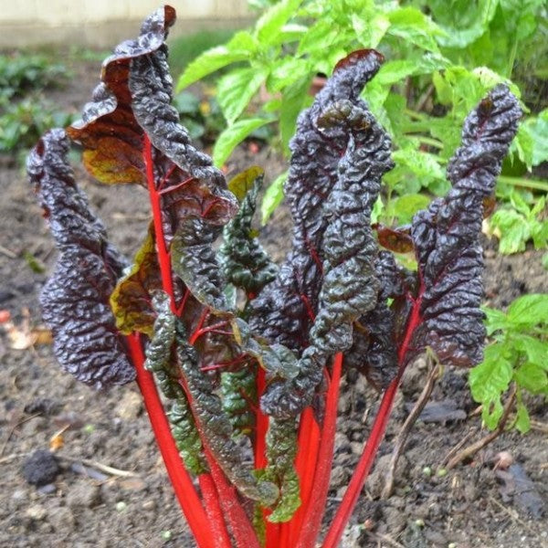 CHARD 'Vulcan'