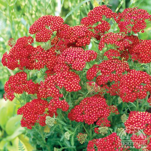 Achillea millefolium --Red Velvet Yarrow--