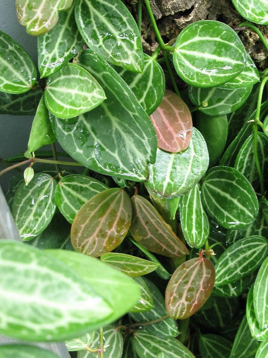 Dischidia ovata --Watermelon Dischidia--