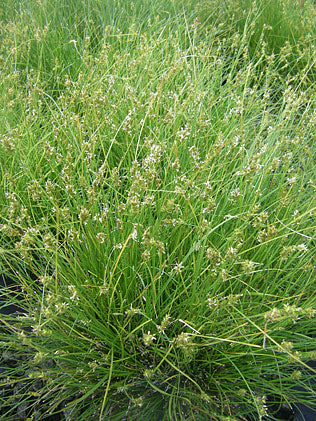 Carex perdentata --Webberville Sedge--
