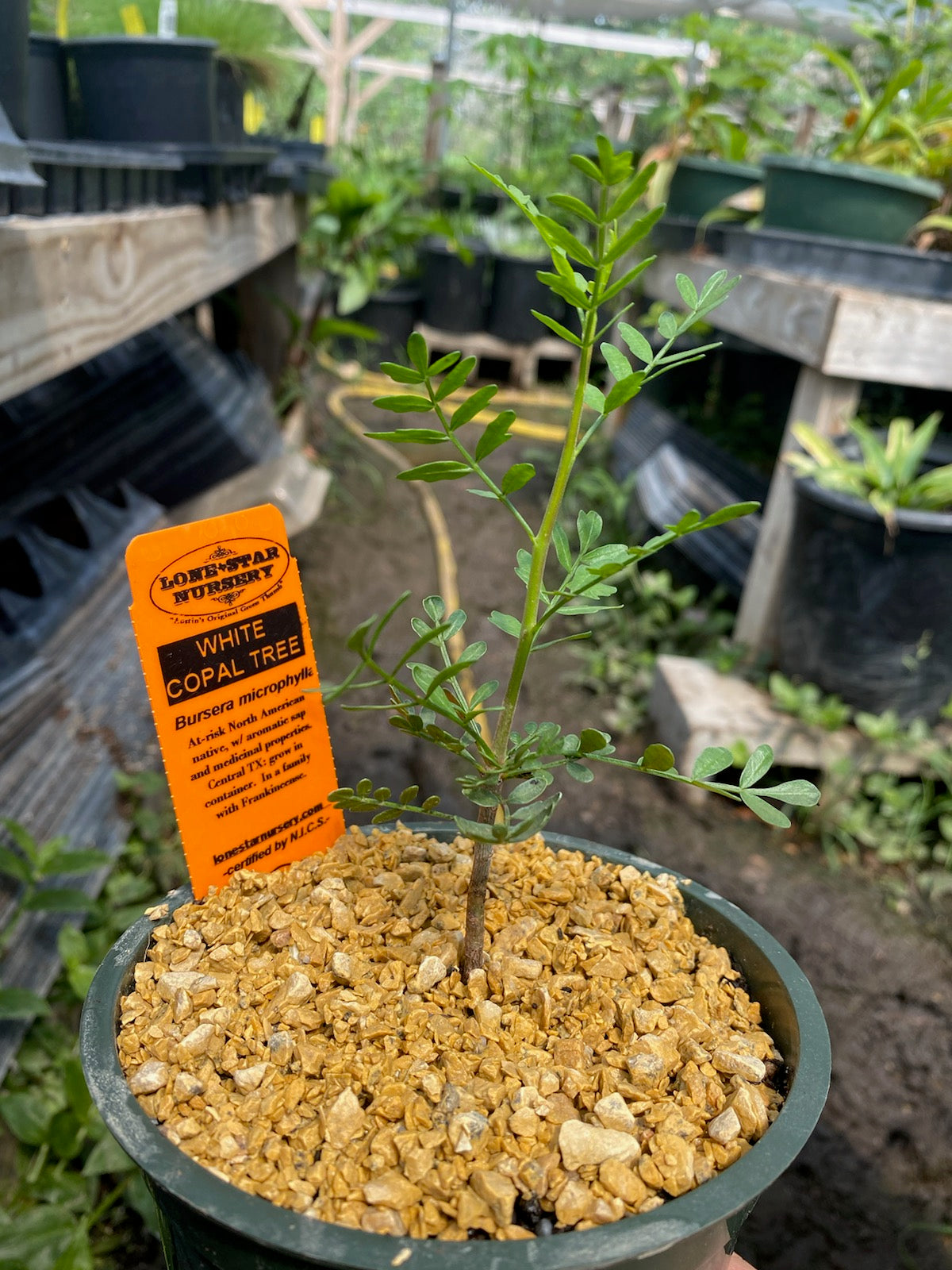 COPAL 'White' --Bursera microphylla--