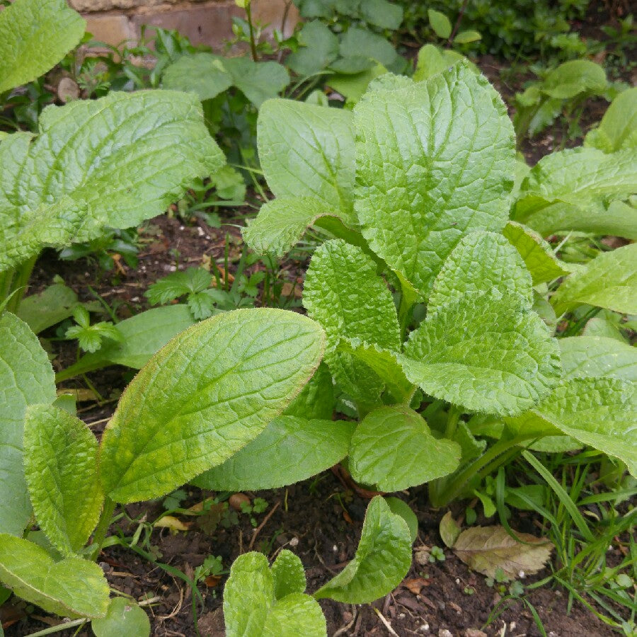 BORAGE 'White-Flowered' --Borago officinalis 'Alba'--