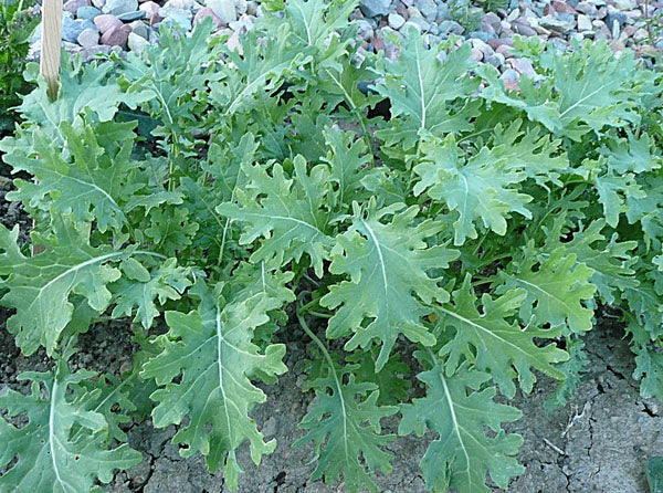 KALE 'White Russian'