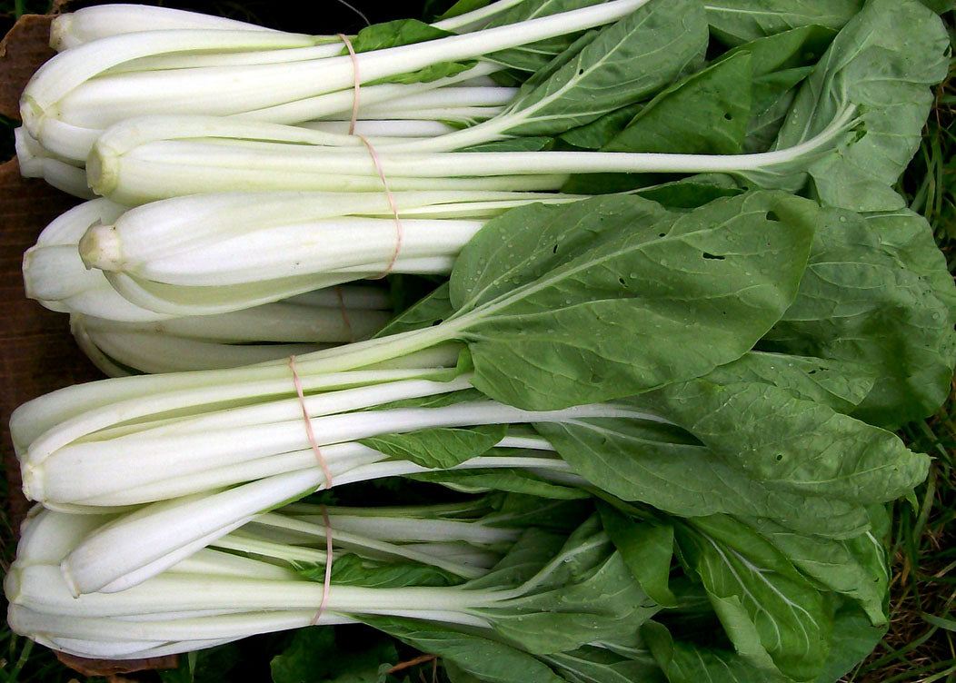ASIAN GREENS 'White Stemmed Pac Choi'