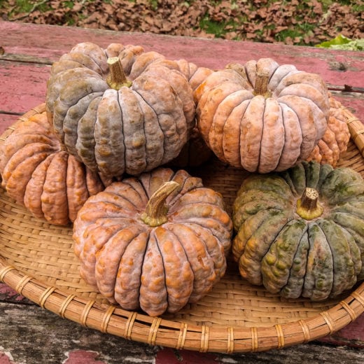 SQUASH 'Black Futsu' --Cucurbita moschata--