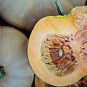 SQUASH 'Texas Indian'