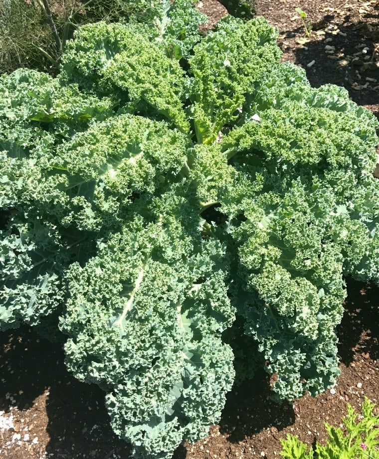 KALE 'Winterbor'