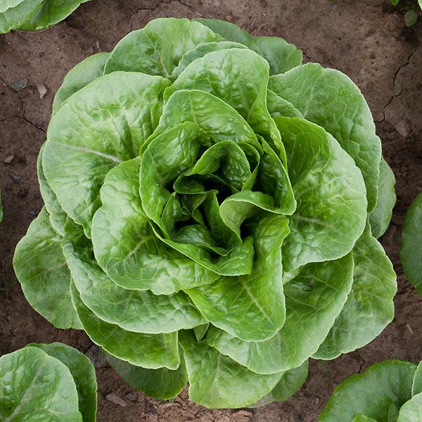 LETTUCE 'Winter Density'