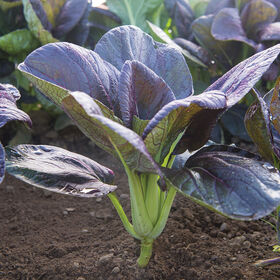 ASIAN GREENS 'Da Hong Summer Pak Choi'