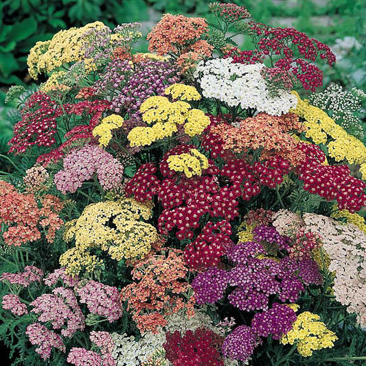 Achillea millefolium --Summer Pastels Yarrow--