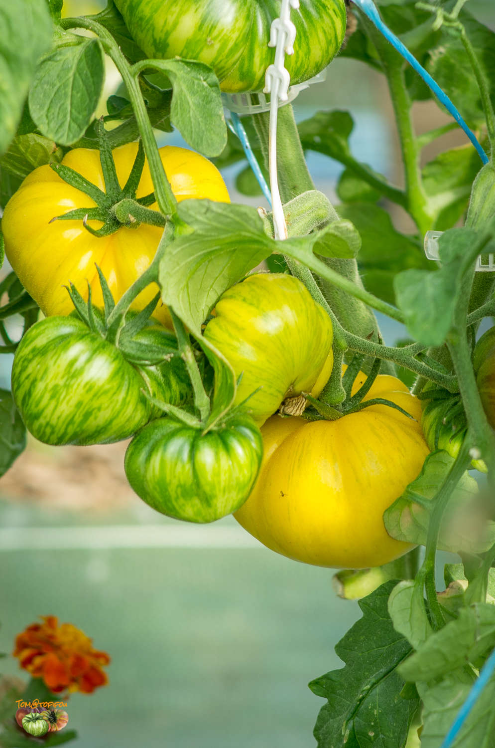 TOMATO 'Yellow Radiance'
