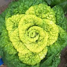 ASIAN GREENS 'Yellow Heart Winter Choy'