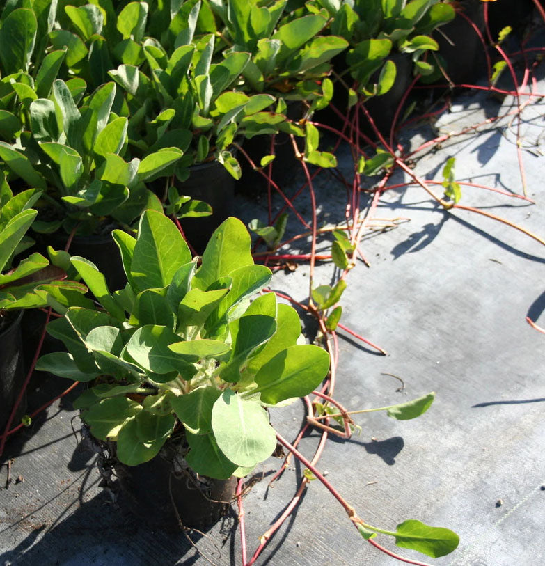 YERBA MANSA --Anemopsis californica--