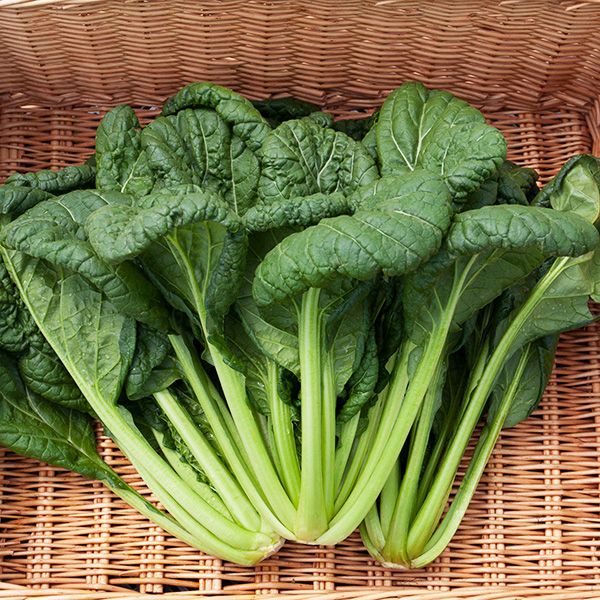 ASIAN GREENS 'Yukina Savoy'