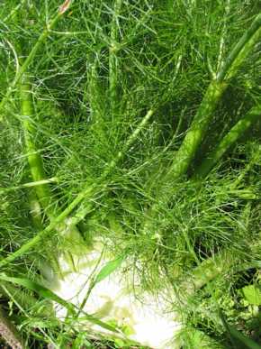 FENNEL 'Zefa Fino' --Foeniculum vulgare--