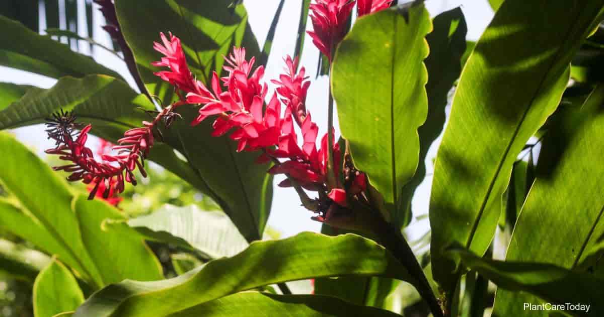 GINGER 'True' --Zingiber officinale--