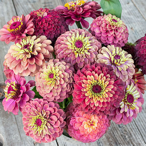 ZINNIA 'Queeny Lime'
