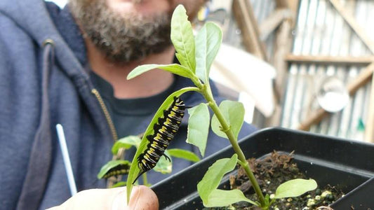Plant Milkweed to Help Monarch Butterflies (Austin American Statesman, February 2014)