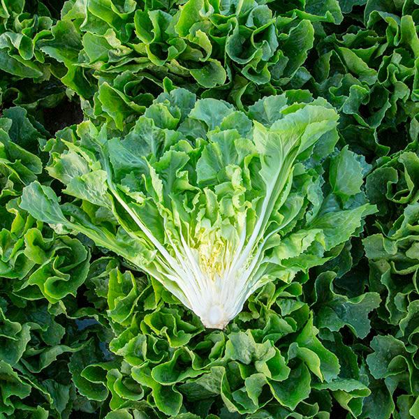 Keystone Endive Endive – Lone Star Nursery
