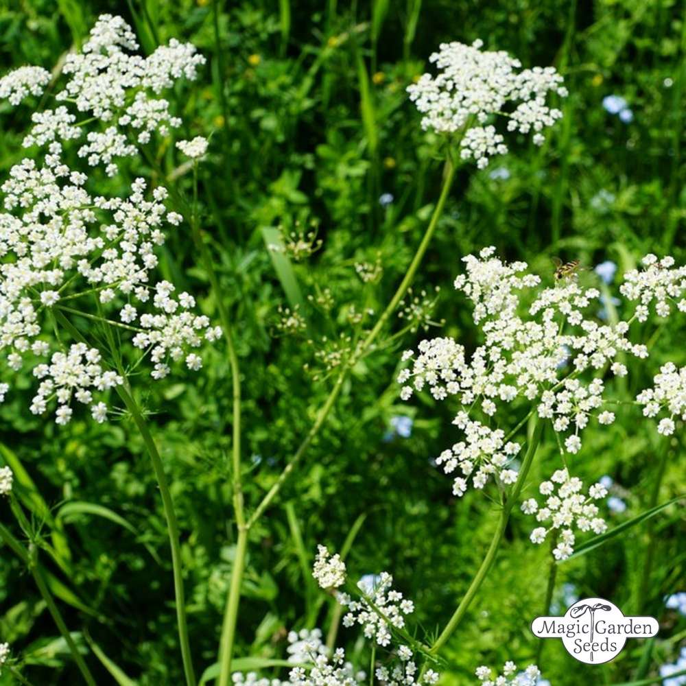 Anise – Lone Star Nursery