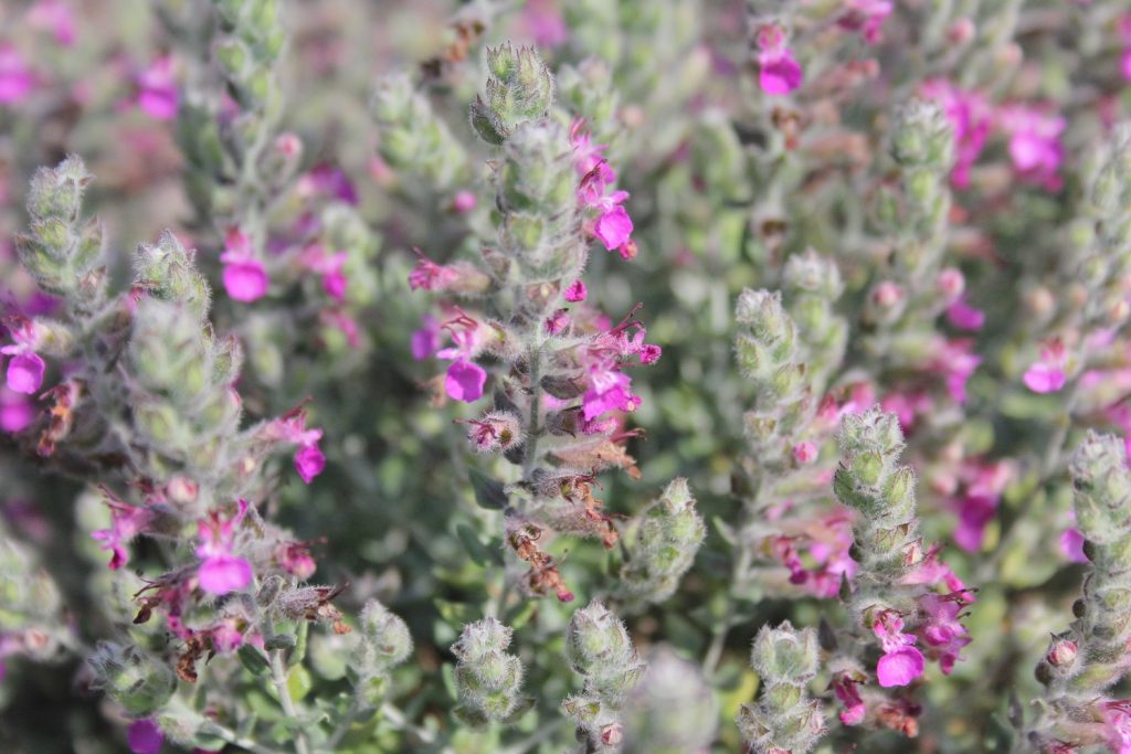 Germander – Lone Star Nursery