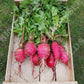 RADISHES 'China Rose'