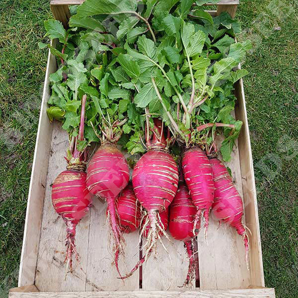 RADISHES 'China Rose'